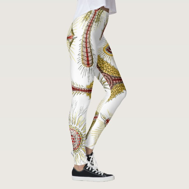 Leggings Manzanilla silvestre por Ernst Haeckel, Naturaleza (Derecha)