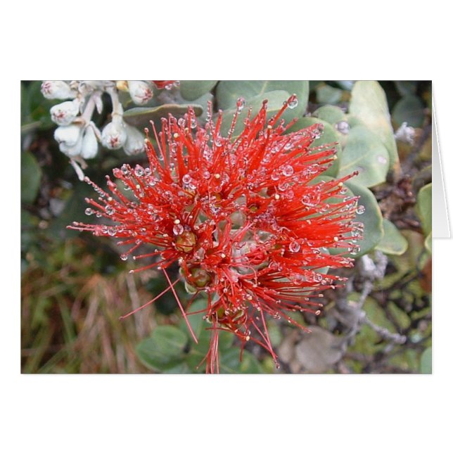 Lehua Blossom (Anverso (Horizontal))