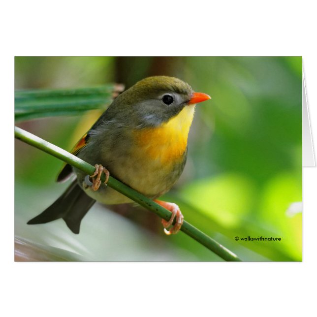 Leiothrix colorida / Pekin Robin Songbird (Anverso (Horizontal))