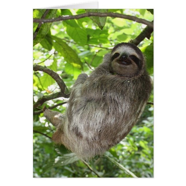 Lema relajado en la naturaleza (Frente)