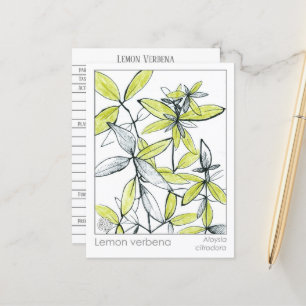 Lemon Verbena Materia Medica Tarjeta Flash Herbal