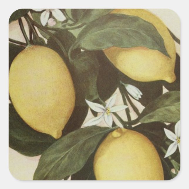 Lemons pegatina (Anverso)