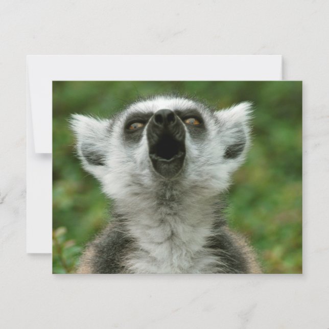 Lemur con cola de anillo (Anverso)