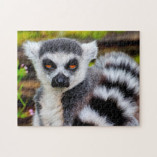 Lemur con cola de anillo, rompecabezas