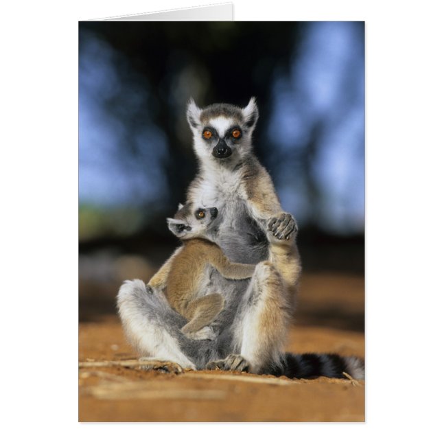 Lémur de cola anillada, (Lemur catta), Madre y (Frente)