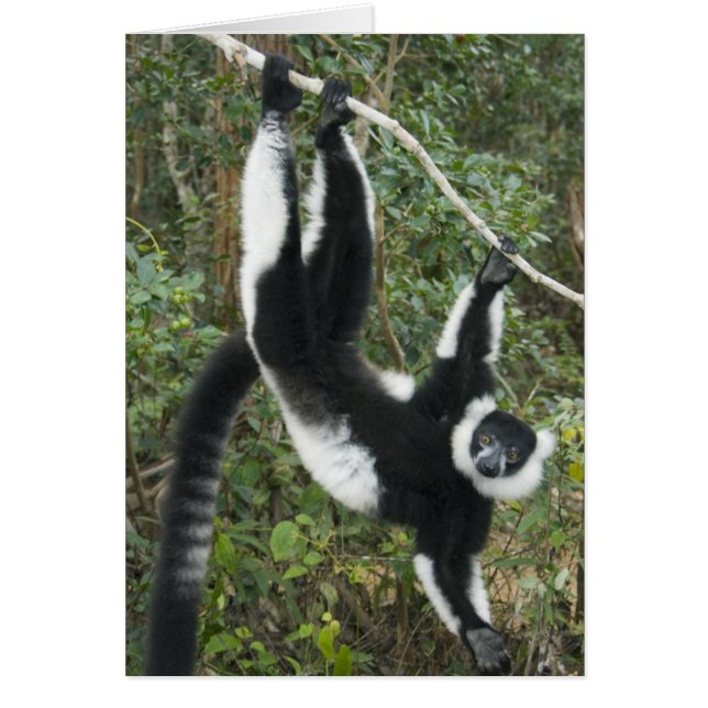 Lémur de cola anillada negro y blanco, (Varecia (Frente)