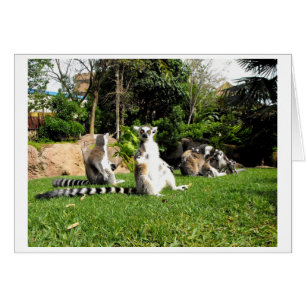 Lémur de cola de anillo y tarjeta animal para bebé