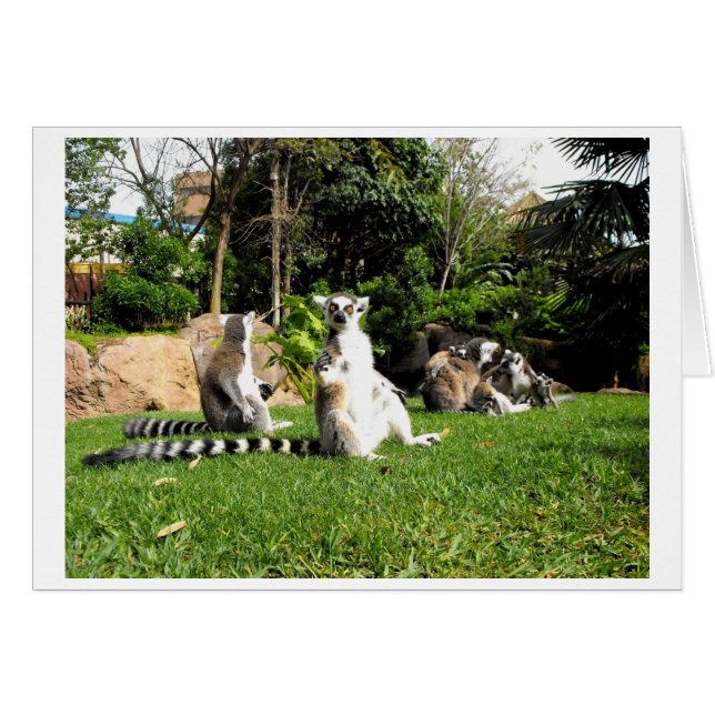 Lémur de cola de anillo y tarjeta animal para bebé (Anverso (Horizontal))