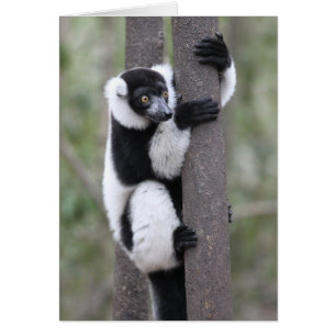 Lemur espumoso blanco y negro sobre el árbol