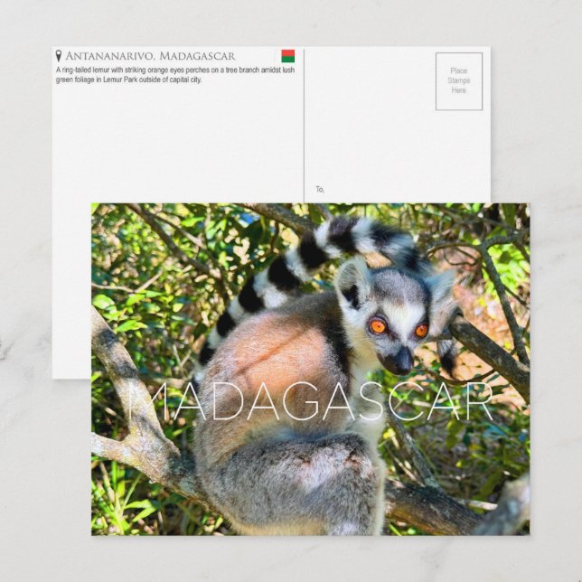 Lémur, postal de viaje de Madagascar (Anverso / Reverso)