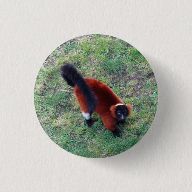Lemur Rojo Rufado #1 Botón Pinback (Anverso)