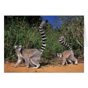 Lémures de cola anillada (Lemur Catta), Berenty