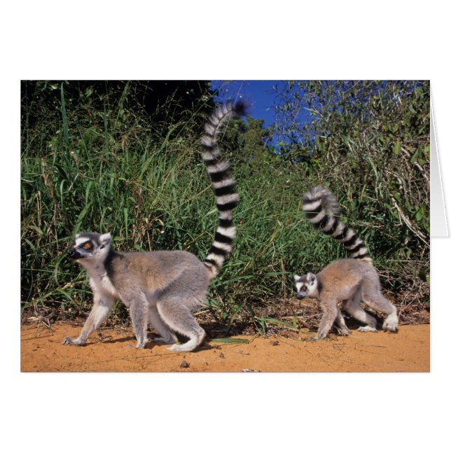Lémures de cola anillada (Lemur Catta), Berenty (Anverso (Horizontal))