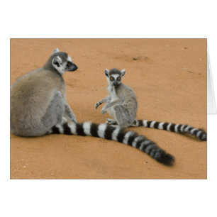 Lémures de cola anillada, (Lemur catta), Berenty
