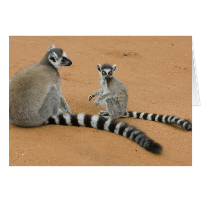 Lémures de cola anillada, (Lemur catta), Berenty (Anverso (Horizontal))