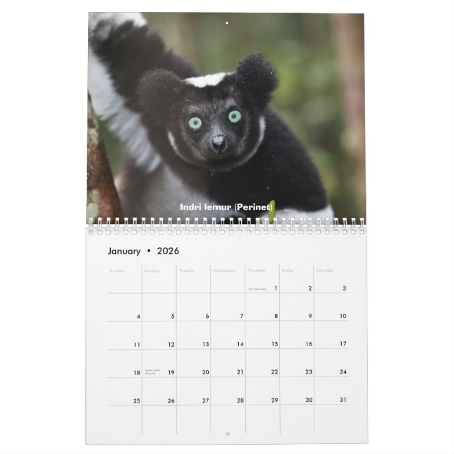 Lemurs del calendario de Madagascar (Jan 2026)
