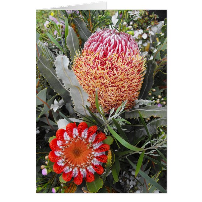 Leña y Scarlet Banksia (Frente)