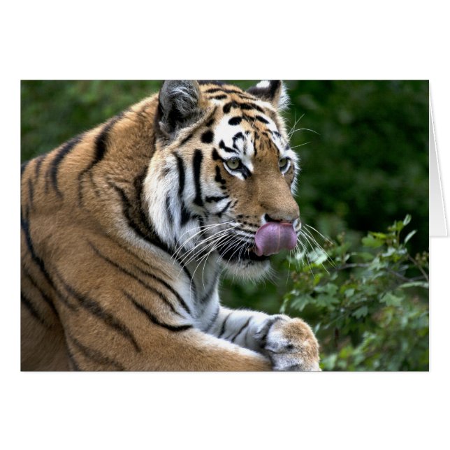 Lengua tigre (Anverso (Horizontal))