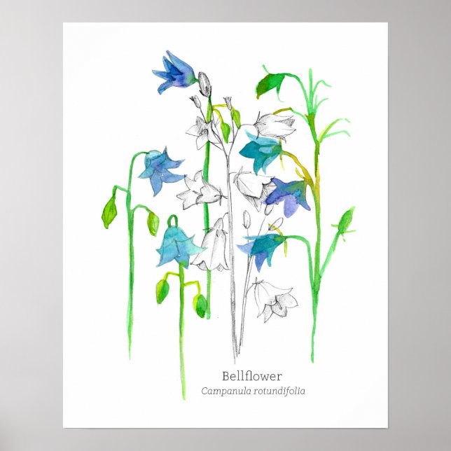 Lenguaje de arte botánico Bellflower de flores (Frente)