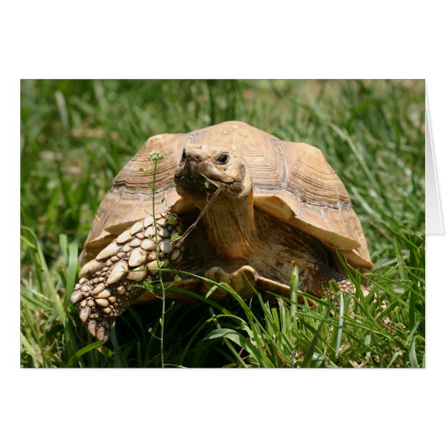 Lento pero estable (Anverso (Horizontal))