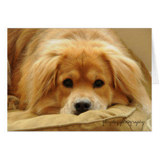 Leo en cama del perro