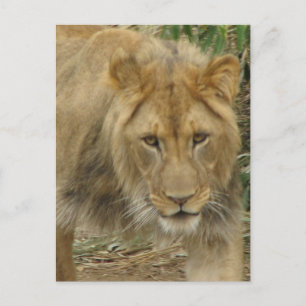 Leo la postal del León