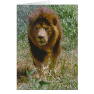 león