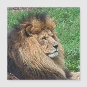 León 001