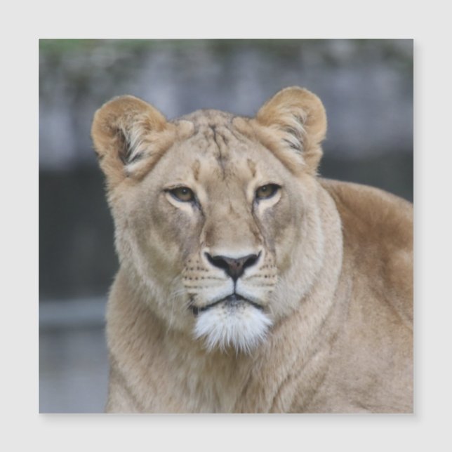 León 004 (Anverso)