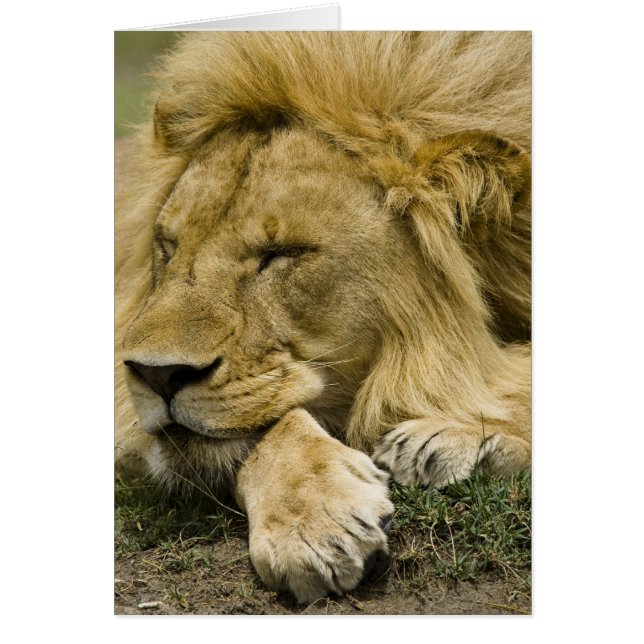 León africano, Panthera leo, acostado dormido (Frente)