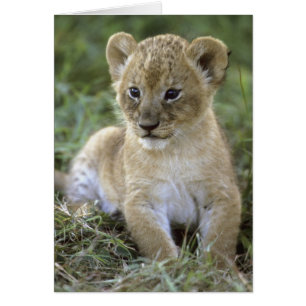 león africano, Panthera leo), Tanzania,