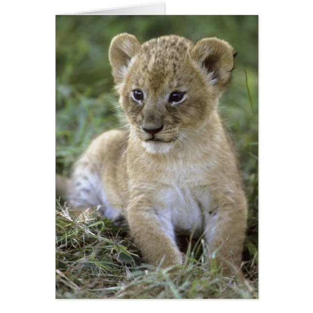 león africano, Panthera leo), Tanzania, (Frente)