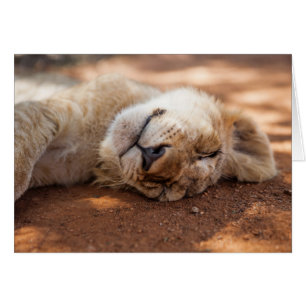 León Cub el dormir de las imágenes el   de Getty