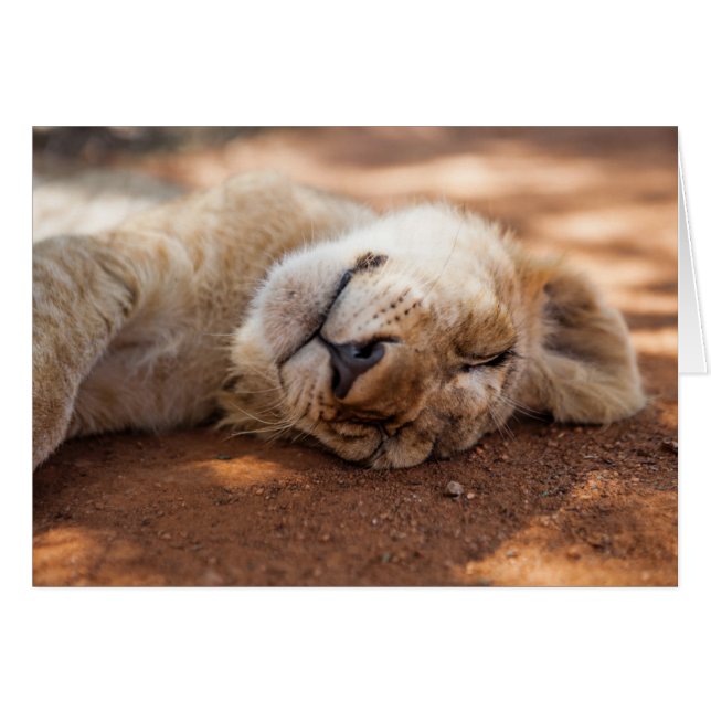 León Cub el dormir de las imágenes el | de Getty (Anverso (Horizontal))