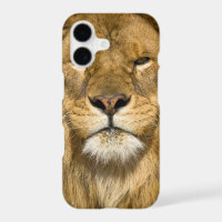 León de Berbería africano, Panthera leo leo, uno d