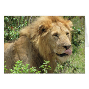 (León de los clubs de leones) que se lame los