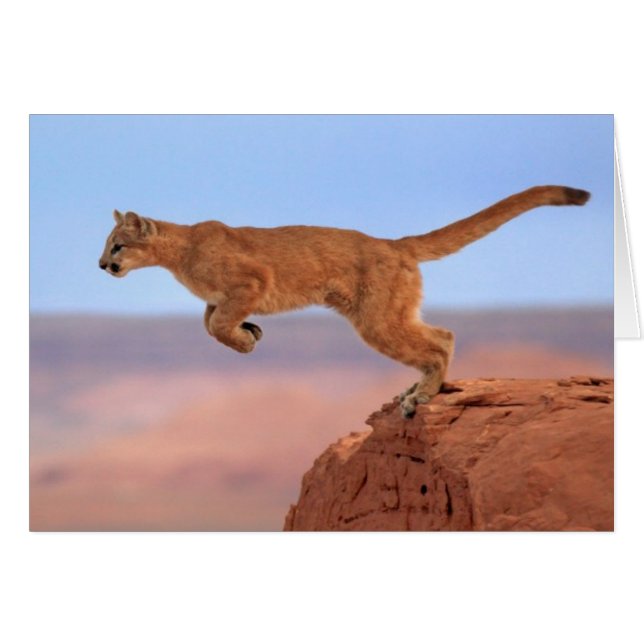 León de montaña (Anverso (Horizontal))
