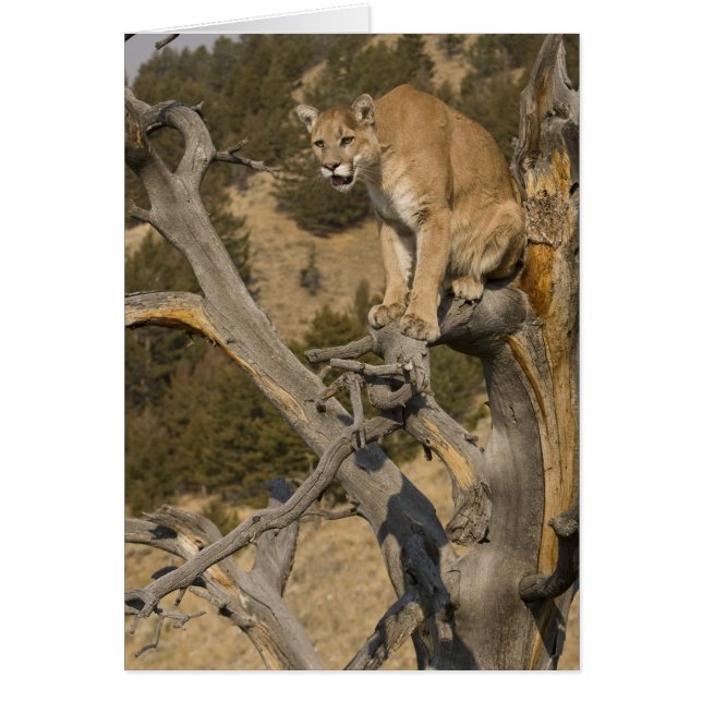 León de montaña, alias puma, cougar; concolor de P (Frente)