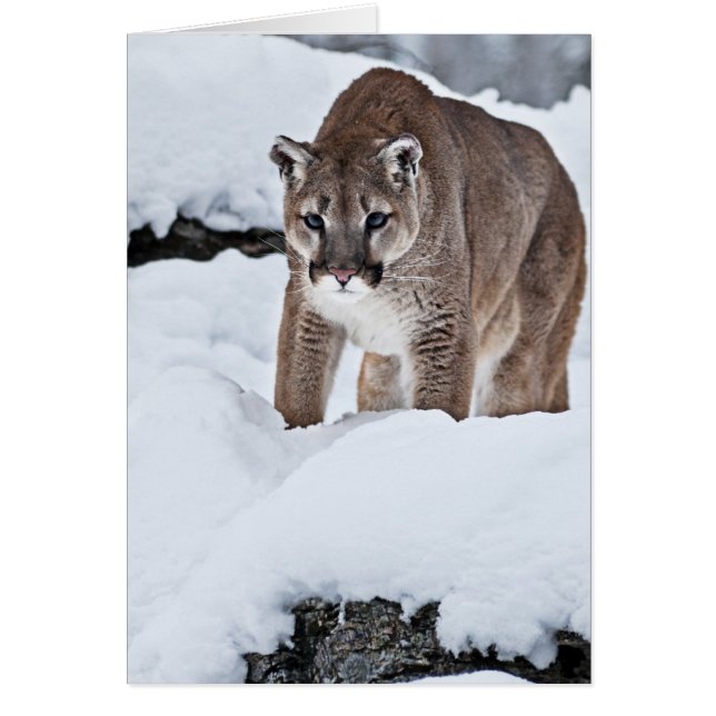 León de montaña en la nieve (Frente)