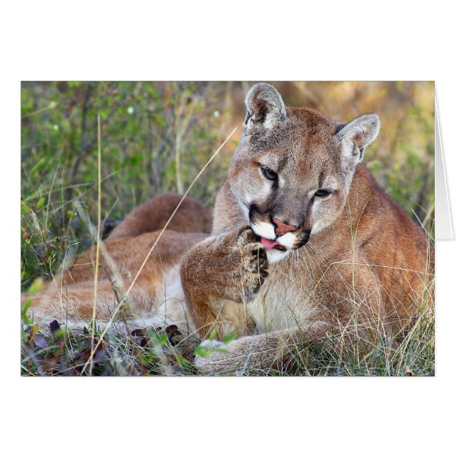 León de montaña - Hmmm (Anverso (Horizontal))