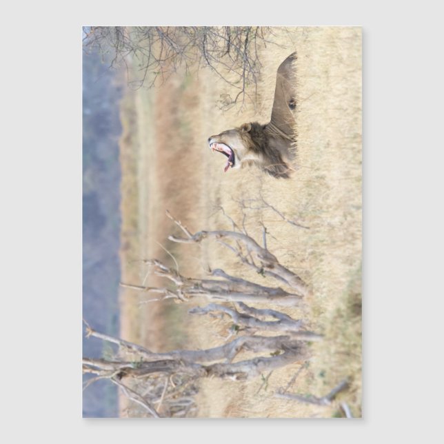 León de Yawning (Anverso)