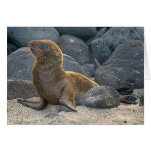 León del Mar de Galápagos