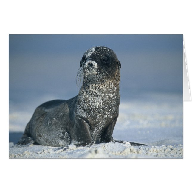 León del Mar de Galápagos (Anverso (Horizontal))