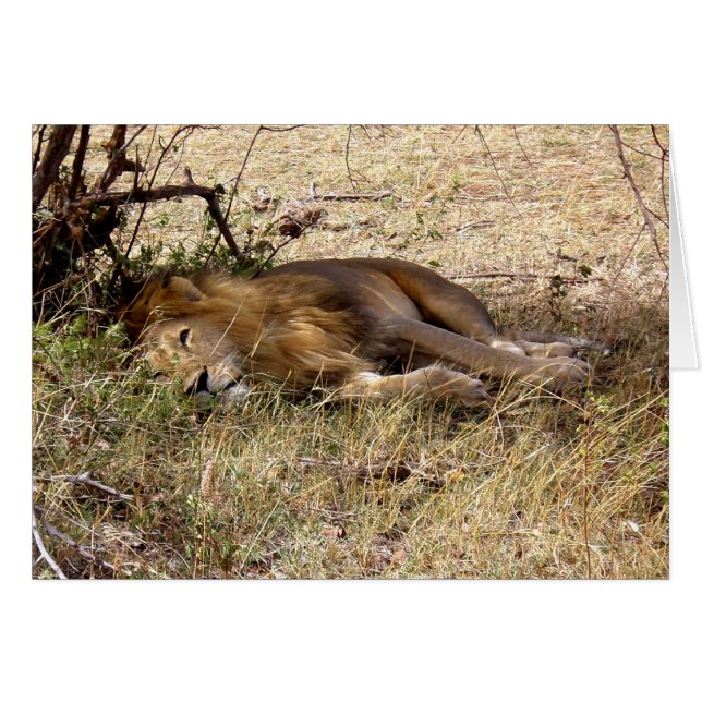 LEÓN EN EL ÁFRICA DE KENIA (Anverso (Horizontal))