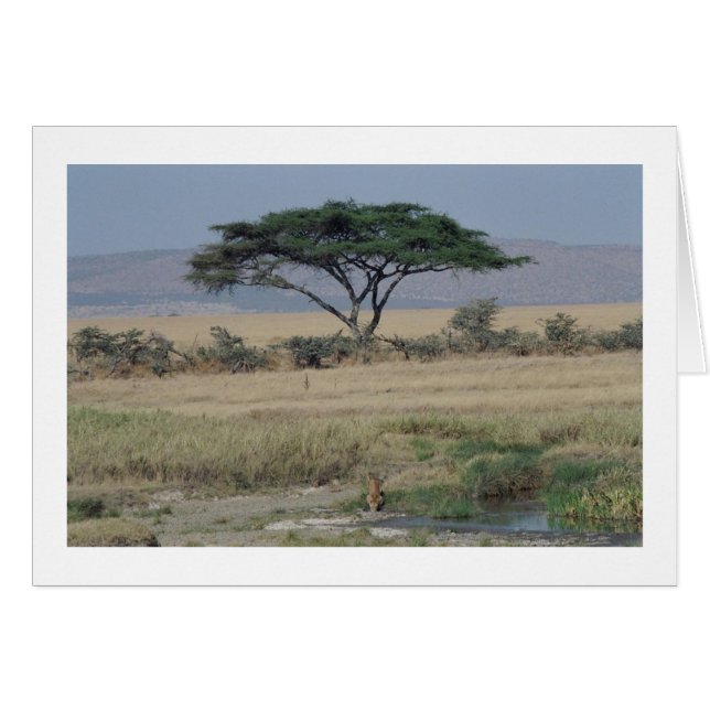 León en el agua (Anverso (Horizontal))