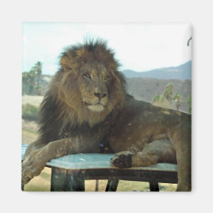 León en el imán del coche