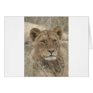 León en el Parque Nacional de Kruger