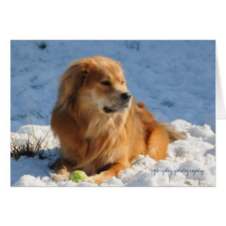 León en la nieve