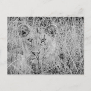 León en la postal de la hierba