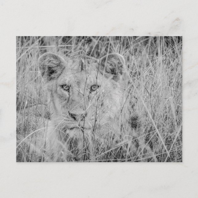León en la postal de la hierba (Anverso)
